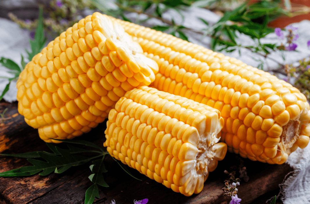 宁玉524玉米品种特点介绍，有哪些优势？
