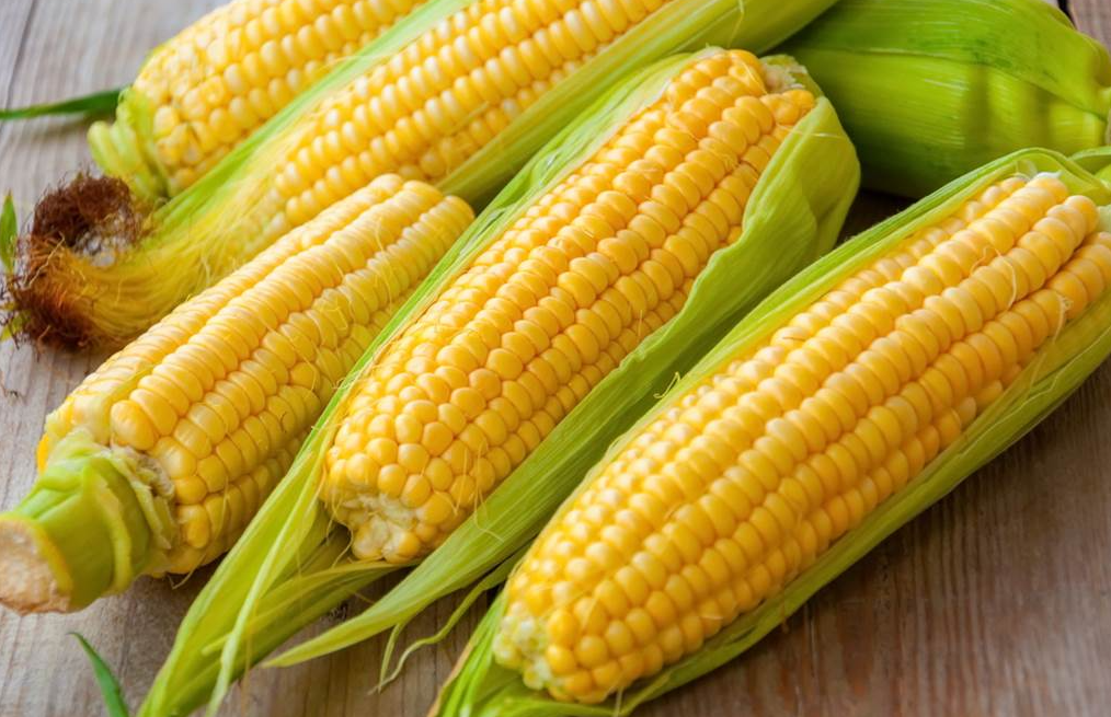 宁玉524玉米品种特点介绍，有哪些优势？