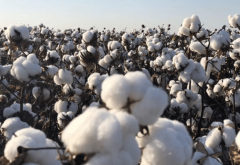 <strong>中国的棉花生产现状和政策支持</strong>