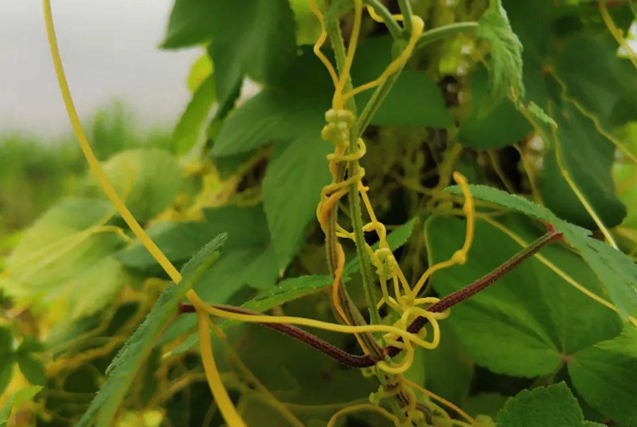 大豆菟丝子是什么，为什么影响大豆产量？