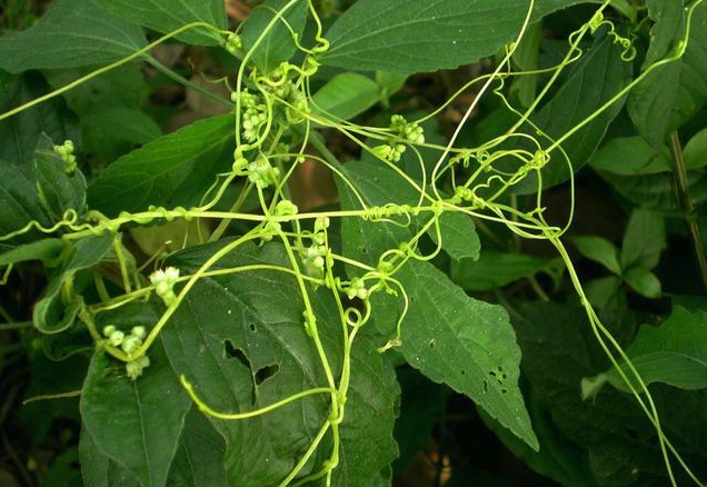 大豆菟丝子是什么，为什么影响大豆产量？