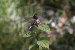 <strong>尾叶香茶菜如何进行种植，有哪些药用价值?</strong>