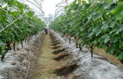 <b>大棚种植葡萄成熟期需要补充哪些肥料</b>