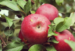 <b>六磷胺可以施用于苹果树吗，有哪些好处？</b>