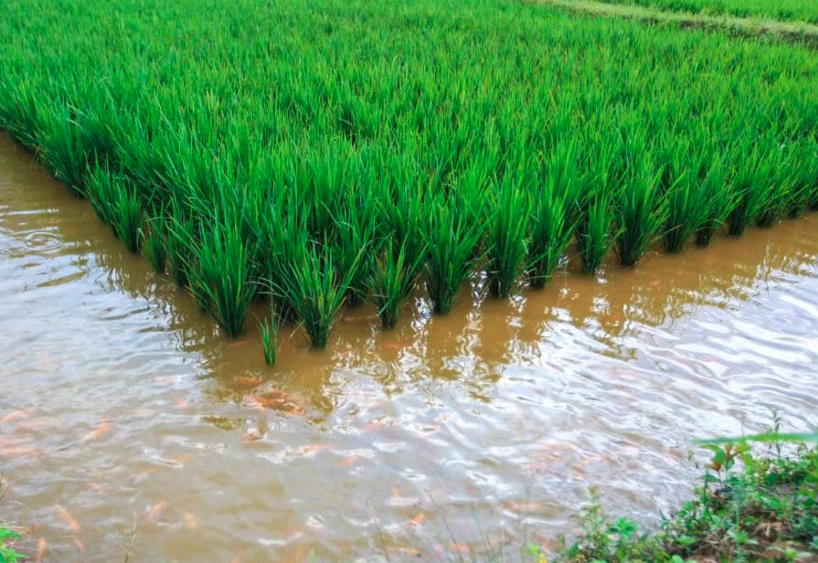 养鱼的稻田可以喷施稻瘟净吗，需要注意什么?
