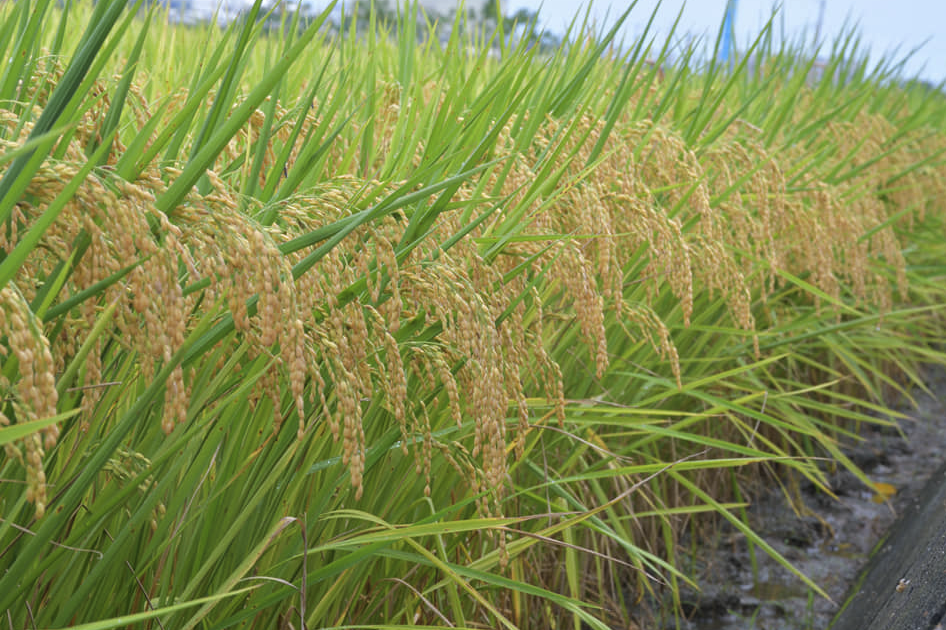 低温伤害会对水稻产生什么影响，如何进行防治?