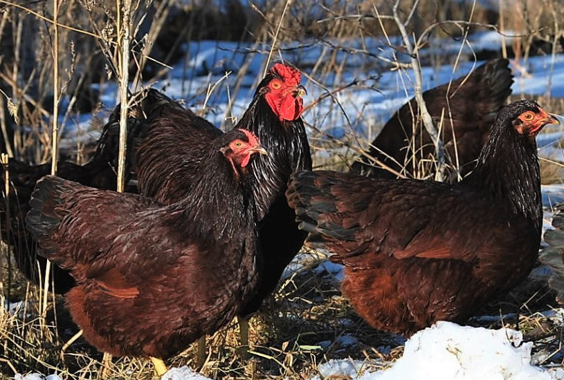 罗斯褐鸡（Rhode Island Red）生长周期是多久，繁殖能力怎么样?