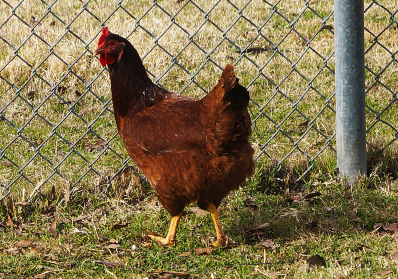 罗斯褐鸡（Rhode Island Red）生长周期是多久，繁殖能力怎么样?