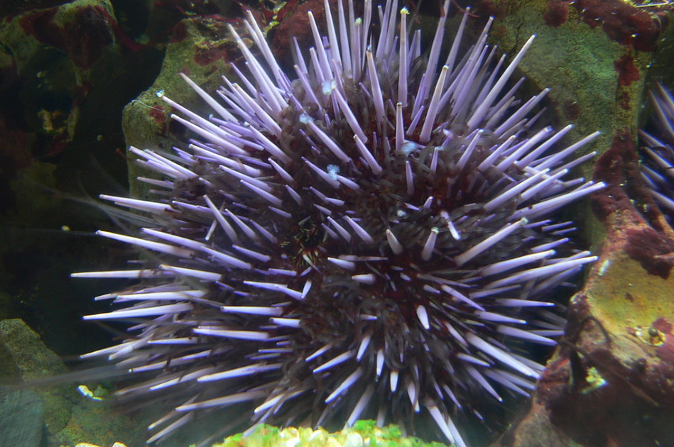 紫球海胆可以进行养殖吗，需要注意什么?