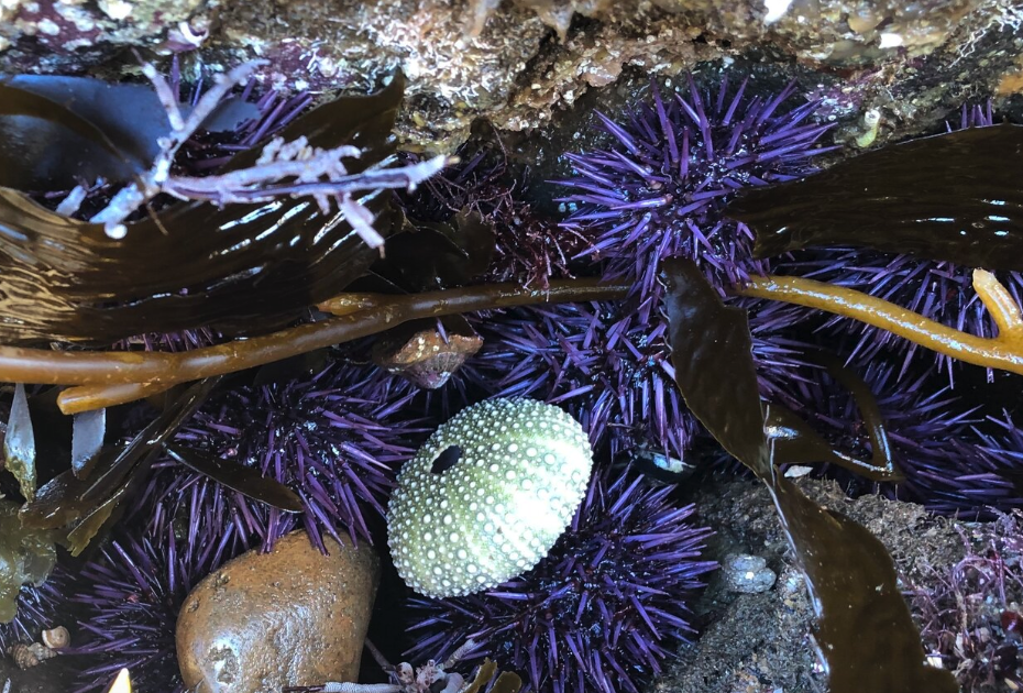 紫球海胆可以进行养殖吗，需要注意什么?