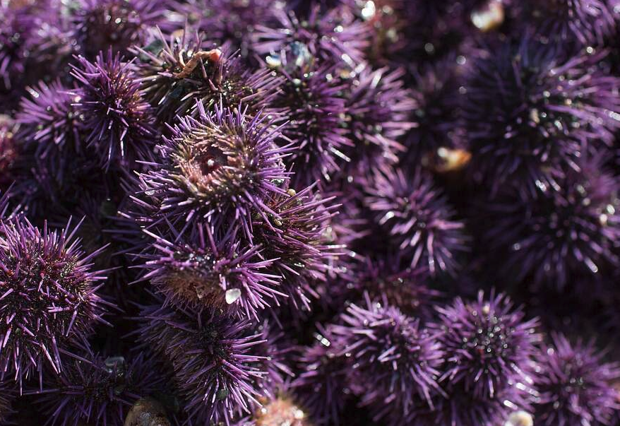 紫球海胆有哪些经济价值和营养价值?