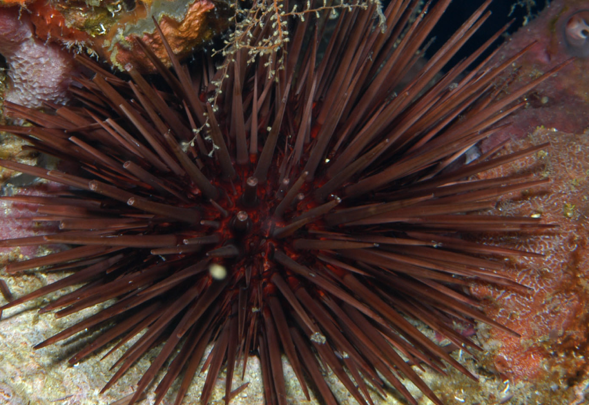 紫球海胆有哪些形态特点，分布在哪些地区?