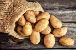 <b>科罗拉多甜土豆常见的病虫害有哪些，如何防治?</b>