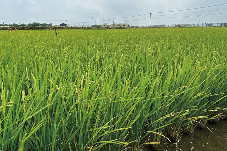 巴斯马蒂稻出现稻瘿蚊应该如何进行防治？