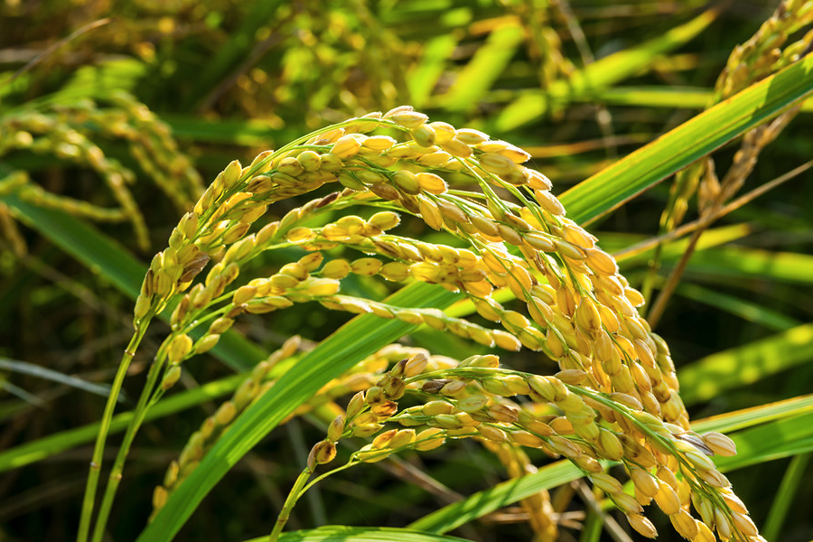 巴斯马蒂稻的种植方法和注意事项介绍？