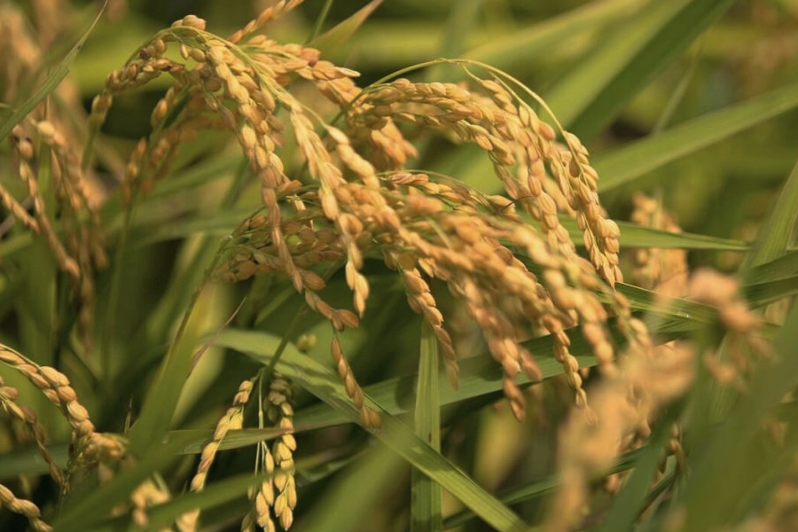 巴斯马蒂稻的经济价值和营养价值怎么样？