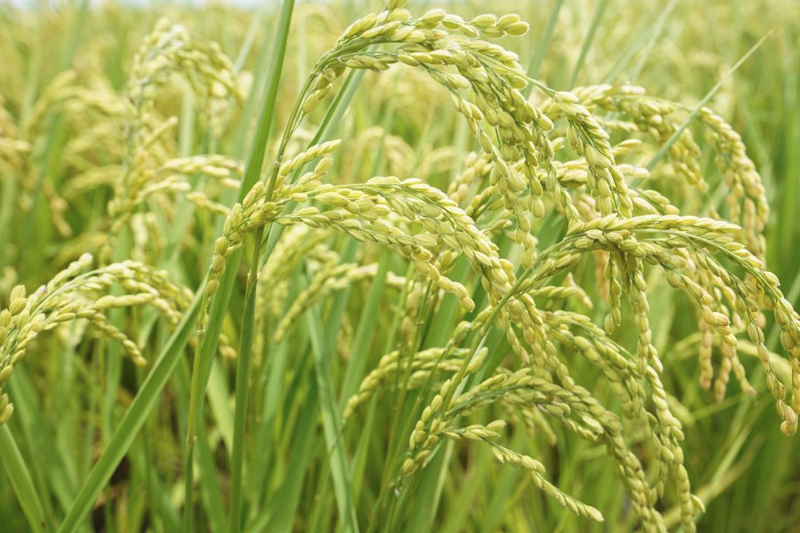 水稻经过氨气污染后有什么症状?