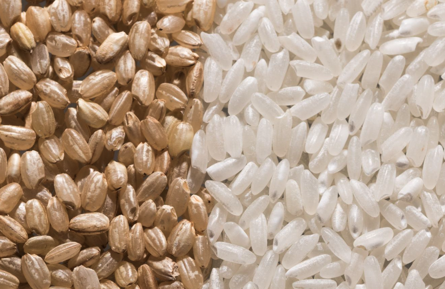 水稻通过作物分子育种有哪些好处？