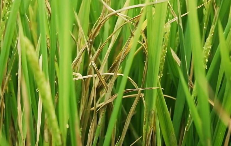 水稻发生纹枯病的表现症状有哪些？