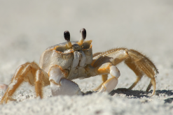 <b>老虎蟹能长到多大，怎么繁殖?</b>