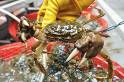 <b>老虎蟹生活在哪些海域，主要捕食什么?</b>