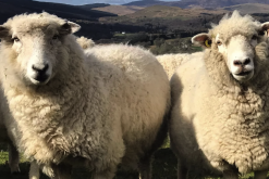 <b>罗姆尼羊是什么品种的羊，有什么特点？</b>