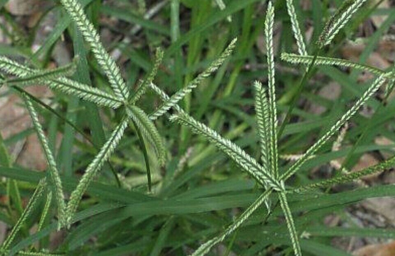 牛筋草可以饲喂哪些牲畜?