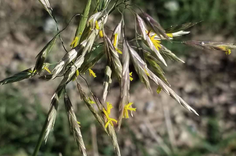 无芒雀麦对牲畜的适口性怎么样？