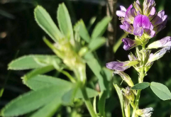 <strong>紫花苜蓿在风沙地区怎么保护播种？</strong>