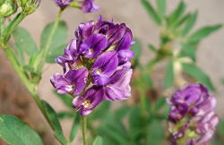 <strong>紫花苜蓿播种前怎么判断土壤墒情？</strong>