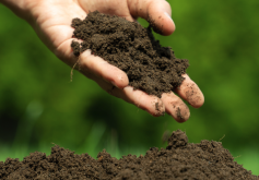 <strong>强酸土壤适合种植哪些植物？</strong>