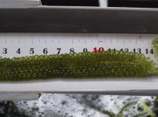 <strong>长茎葡萄蕨藻的生长速度和周期怎么样？</strong>