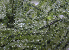 <strong>长茎葡萄蕨藻对盐度和温度有什么要求？</strong>