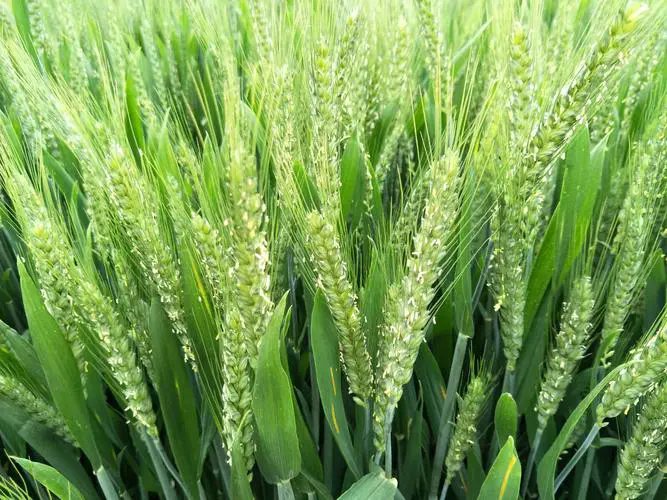 <strong>小麦种植技巧之春季小麦施肥什么时候最合适？</strong>