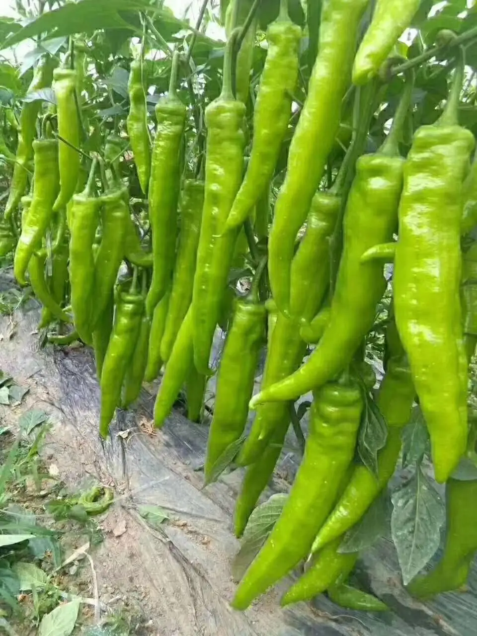 辣椒种植技巧之辣椒种植土壤选择