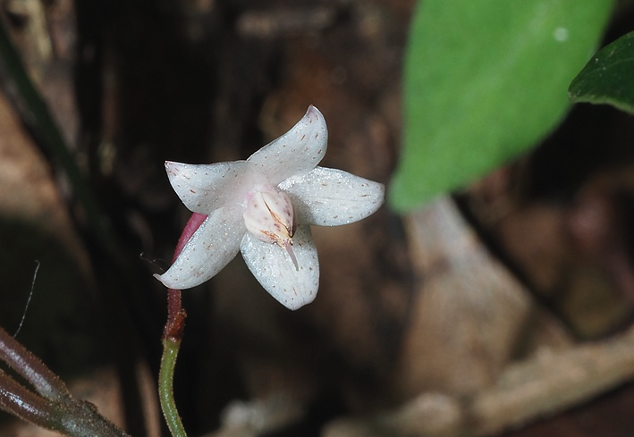 紫金牛播种后需要催芽吗？