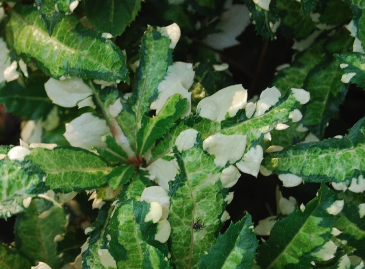 紫金牛播种后需要催芽吗？