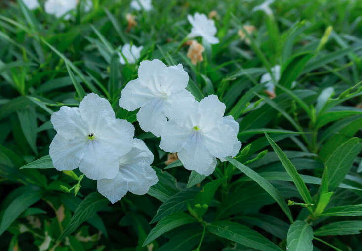 红钟铃花朵的美感？