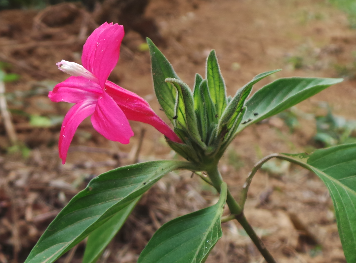 红钟铃的花朵形态特点？