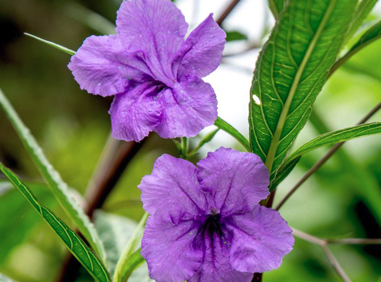 红钟铃的花朵形态特点？