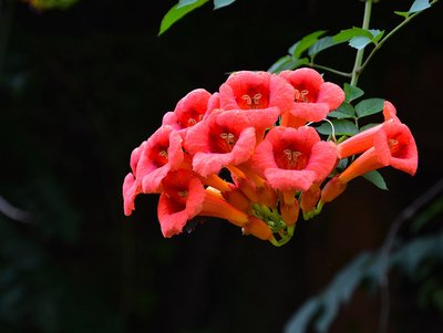 凌霄花的花语、寓意与象征