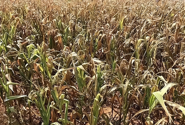 夏季高温天气对玉米种植有什么危害怎么预防减少损失