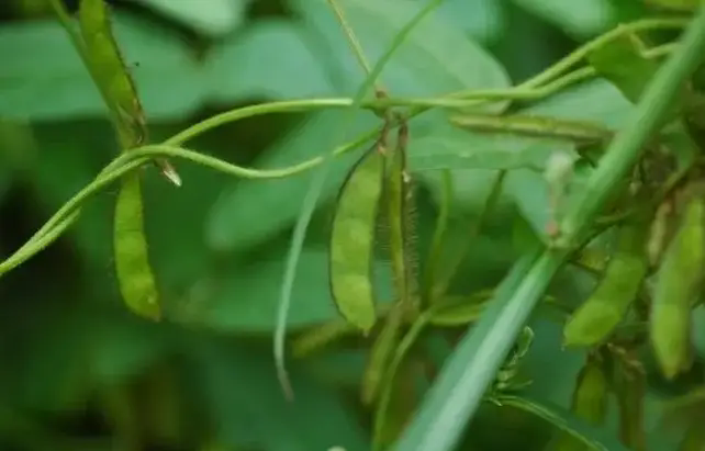 大豆结荚空荚是什么原因要怎么预防解决