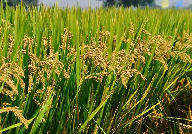 <strong>水稻施基肥是什么时间及正确的施肥技术方法</strong>