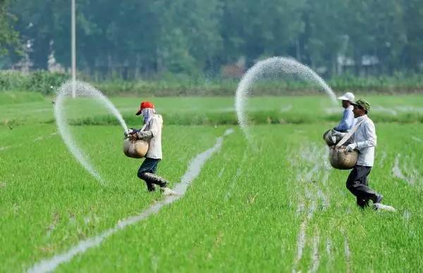 水稻施基肥是什么时间及正确的施肥技术方法