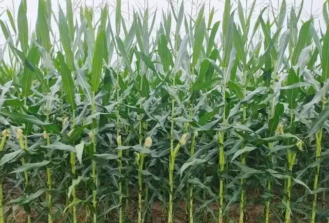 <strong>夏季玉米种植除草剂选用方法及注意事项</strong>