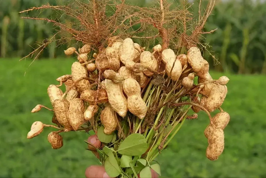 种植花生什么时候喷施肥料效果最好