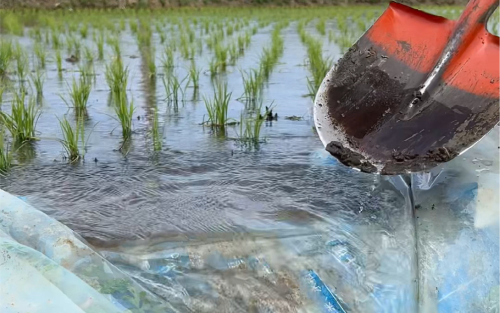 水稻种植什么时候排水最好及方法技巧