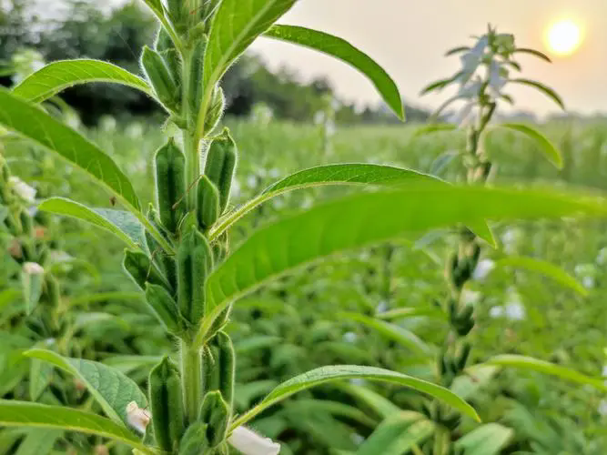 <strong>芝麻种植需要什么条件及芝麻种植技术方法介绍</strong>