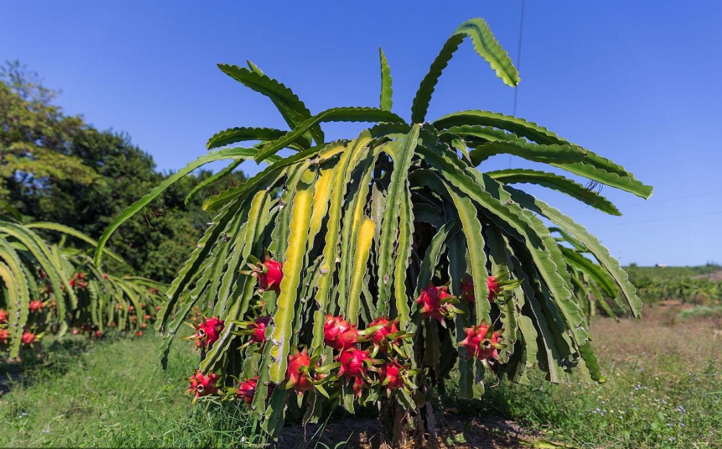 火龙果种植技巧之开花发黄掉落什么原因